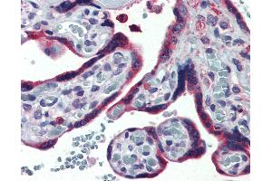 Anti-ERP44 / TXNDC4 antibody IHC of human placenta. (ERP44 抗体  (Internal Region))