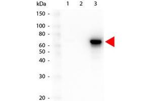 Image no. 1 for anti-V-Akt Murine Thymoma Viral Oncogene Homolog 3 (Protein Kinase B, Gamma) (AKT3) antibody (ABIN1099908) (AKT3 抗体)