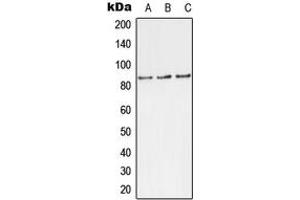 Western blot analysis of TLK1 (pS743) expression in MCF7 (A), rat brain (B), H9C2 (C) whole cell lysates. (TLK1 抗体  (C-Term, pSer743))