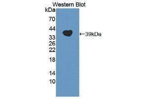 Western Blotting (WB) image for anti-Apolipoprotein A (APOA) (AA 1719-2038) antibody (ABIN1869010) (LPA 抗体  (AA 1719-2038))