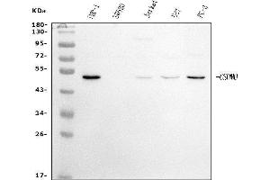 Western blot analysis of GSDMD using anti-GSDMD antibody (ABIN7599432).