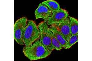 Immunofluorescence analysis of SMMC-7721 cells using ATG3 mouse mAb (green). (ATG3 抗体  (AA 1-100))