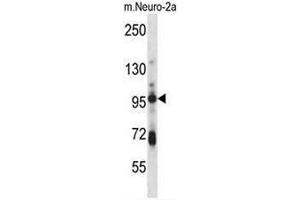 SMURF1 Antibody (Center) western blot analysis in mouse Neuro-2a cell line lysates (35µg/lane). (SMURF1 抗体  (Middle Region))