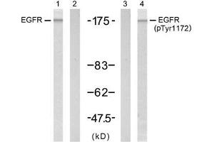 Western blot analysis of extract from A431 cell untreated or treated with EGF (200ng/ml, 5min), using EGFR (Ab-1172) antibody (E021213, Lane 1 and 2) and EGFR (phospho-Tyr1172) antibody (E011220, Lane 3 and 4). (EGFR 抗体  (pTyr1172))