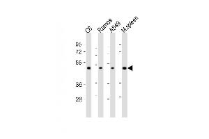 All lanes : Anti-CSK Antibody (N-term) at 1:2000 dilution Lane 1: C6 whole cell lysates Lane 2: Ramos whole cell lysates Lane 3: A549 whole cell lysates Lane 4: mouse spleen lysates Lysates/proteins at 20 μg per lane. (CSK 抗体  (N-Term))