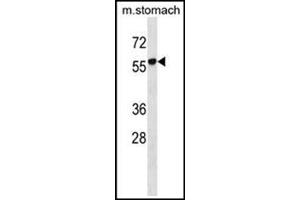 Western blot analysis in mouse stomach tissue lysates (35 µg/lane) using RUNDC1 Antibody (C-term) Cat.