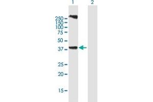 Western Blot analysis of LASS3 expression in transfected 293T cell line by LASS3 MaxPab polyclonal antibody. (LASS3 抗体  (AA 1-383))
