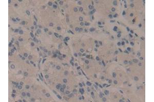 DAB staining on IHC-P; Samples: Human Stomach Tissue (WNT11 抗体  (AA 204-349))