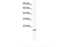 Image no. 1 for anti-Endothelial Differentiation Related Factor 1 (EDF1) (N-Term) antibody (ABIN203012)