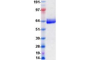 Validation with Western Blot (EPH Receptor B6 Protein (EPHB6) (DYKDDDDK-His Tag))