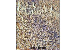 MEF2A Antibody immunohistochemistry analysis in formalin fixed and paraffin embedded human tonsil tissue followed by peroxidase conjugation of the secondary antibody and DAB staining. (MEF2A 抗体  (AA 453-479))