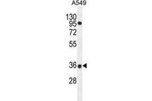 Western blot analysis in A549 cell line lysates (35ug/lane) using PRR19 Antibody . (PRR19 抗体  (Middle Region))