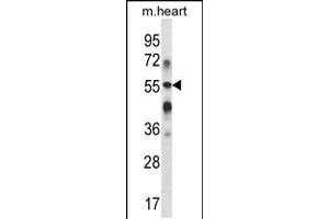 Western blot analysis in mouse heart tissue lysates (35ug/lane). (B3GALT2 抗体  (C-Term))