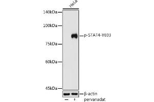 Western blot analysis of extracts of HeLa cells, using Phospho-ST-Y693 antibody (ABIN3019610, ABIN3019611, ABIN3019612, ABIN1682083 and ABIN1682084) at 1:500 dilution. (STAT4 抗体  (pTyr693))