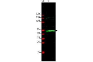 Image no. 1 for anti-Protein S (PROS) (AA 16-25) antibody (ABIN199929) (PROS1 抗体  (AA 16-25))