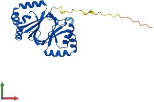 AlphaFold protein structure predicition of Human Recombinant NIPSNAP3B Protein, UniprotID Q9BS92