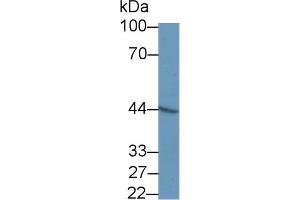 Detection of TMOD3 in Mouse Heart lysate using Polyclonal Antibody to Tropomodulin 3 (TMOD3) (TMOD3 抗体  (AA 1-352))