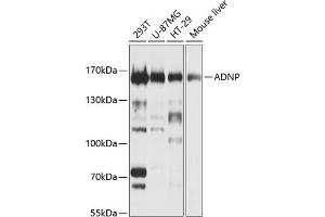Western blot analysis of extracts of various cell lines, using ADNP Antibody (ABIN1678582, ABIN3019032, ABIN3019033 and ABIN6220678) at 1:1000 dilution. (ADNP 抗体  (AA 843-1102))