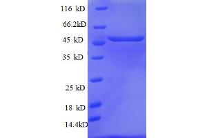 SDS-PAGE (SDS) image for Tumor Protein P53 (TP53) (AA 1-391), (full length) protein (His tag) (ABIN5712978)