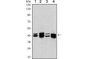 Western blot analysis using PRMT6 mouse mAb against A431 (1), Hela (2), A549 (3) and HEK293 (4) cell lysate. (PRMT6 抗体)