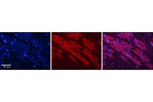 Rabbit Anti-Hdac6 Antibody    Formalin Fixed Paraffin Embedded Tissue: Human Adult heart  Observed Staining: Cytoplasmic Primary Antibody Concentration: 1:100 Secondary Antibody: Donkey anti-Rabbit-Cy2/3 Secondary Antibody Concentration: 1:200 Magnification: 20X Exposure Time: 0. (HDAC6 抗体  (N-Term))