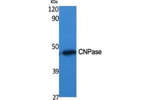 Western Blot (WB) analysis of specific cells using CNPase Polyclonal Antibody. (Cnpase 抗体  (Internal Region))