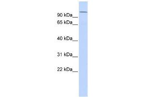 WB Suggested Anti-NPAS4 Antibody Titration:  0. (NPAS4 抗体  (Middle Region))