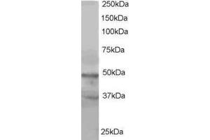 ABIN2561312 staining (1µg/ml) of Hela lysate (RIPA buffer, 35µg total protein per lane). (BAF53A and BAF53B (C-Term) 抗体)
