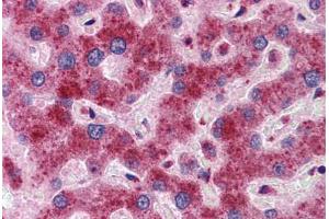 Immunohistochemistry (Formalin-fixed Paraffin-embedded Sections) (IHC (fp)) image for anti-Dynein, Light Chain, LC8-Type 1 (DYNLL1) (C-Term) antibody (ABIN6747134)