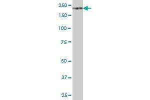 ITGA1 MaxPab polyclonal antibody. (Integrin alpha 1 抗体  (AA 1-1179))