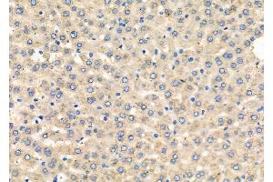 ABIN6262035 and ABIN6279448 at 1/100 staining Rat liver tissue by IHC-P. (GORASP1 抗体  (Internal Region))