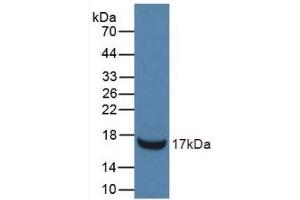 Detection of Recombinant RNASE3, Mouse using Monoclonal Antibody to Ribonuclease A3 (RNASE3) (RNASE3 抗体  (AA 34-150))