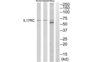 Western blot analysis of extracts from HeLa, HepG2 and HuvEc cells, using IL17RC antibody. (IL17RC 抗体  (C-Term))
