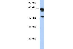 WB Suggested Anti-BAT5 Antibody Titration:  0. (BAT5 抗体  (Middle Region))