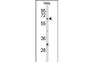 Western blot analysis of CDC20 Antibody (N-term) (ABIN653082 and ABIN2842679) in Hela cell line lysates (35 μg/lane). (CDC20 抗体  (N-Term))