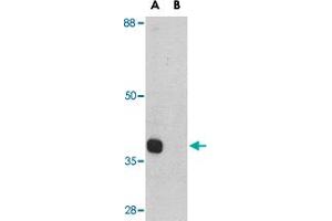 Western blot analysis of ATG12 in mouse heart tissue lysate with ATG12 polyclonal antibody  at 1 ug/mL in (A) the absence and (B) the presence of blocking peptide.