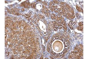 IHC-P Image Septin 2 antibody [N1N3] detects Septin 2 protein at cytosol on mouse ovary by immunohistochemical analysis. (Septin 2 抗体)