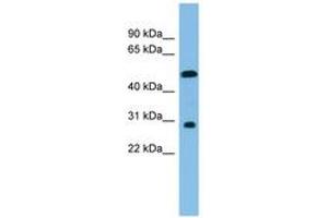 Image no. 1 for anti-Homeobox C8 (HOXC8) (C-Term) antibody (ABIN6744687) (HOXC8 抗体  (C-Term))