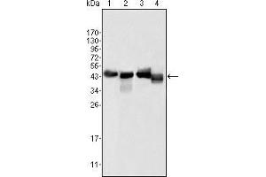 Western blot analysis using APOA4 mouse mAb against human serum (1), human plasma (2), HepG2 cell lysate (3) and SMMC-7721 cell lysate (4).