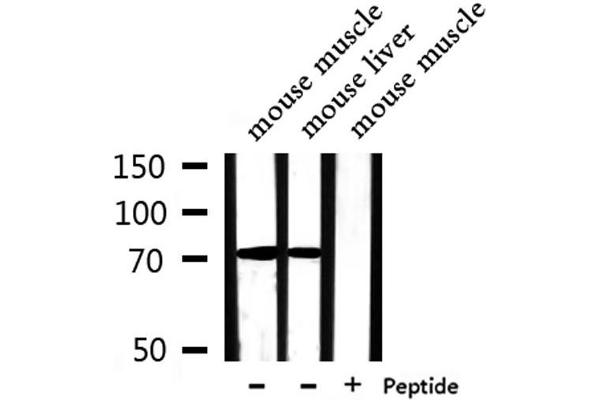 PABPC4 抗体  (Internal Region)