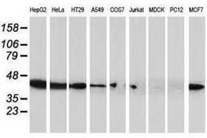 Image no. 10 for anti-ADP-Ribosylation Factor GTPase Activating Protein 1 (ARFGAP1) antibody (ABIN1496679)