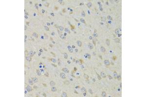 Immunohistochemistry of paraffin-embedded mouse brain using RAE1 antibody (ABIN5974056) at dilution of 1/100 (40x lens). (RAE1 抗体)
