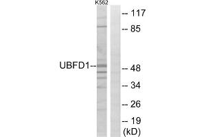 Western blot analysis of extracts from K562 cells, using UBFD1 antibody. (UBFD1 抗体  (C-Term))