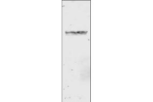 Image no. 2 for anti-Glutathione S Transferase (GST) antibody (ABIN226631) (GST 抗体)