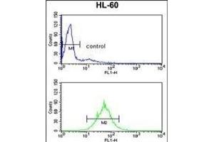 Flow Cytometry (FACS) image for anti-Proteasome (Prosome, Macropain) Activator Subunit 2 (PA28 Beta) (PSME2) (AA 61-91) antibody (ABIN390646)