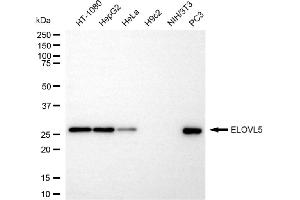 Western blotting analysis using ELOVL5 antibody (ABIN7798435). (Recombinant ELOVL5 抗体)