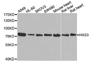 Western blot analysis of extracts of various cell lines, using HAS3 antibody. (HAS3 抗体  (AA 67-281))