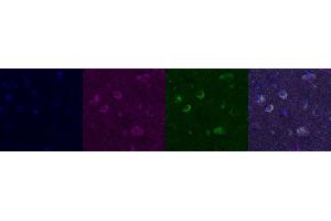 Immunohistochemistry (IHC) image for anti-Kv Channel Interacting Protein 2 (KCNIP2) antibody (ABIN7456001) (KCNIP2 抗体)
