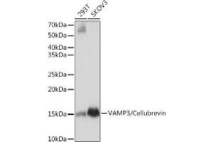 Western blot analysis of extracts of various cell lines, using V/V/Cellubrevin Rabbit mAb (ABIN7271314) at 1:1000 dilution. (VAMP3 抗体)