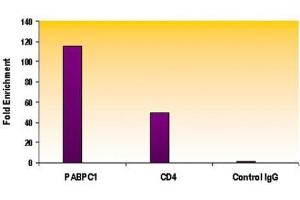 Histone H4ac (pan-acetyl) antibody (pAb) tested by ChIP. (Histone H4 抗体  (acetylated))